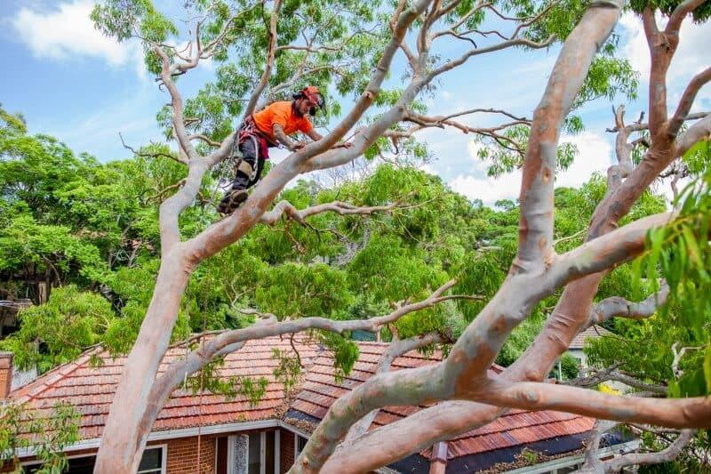 How Tree Removal in Cockatoo Can Help Protect Your Property and Garden