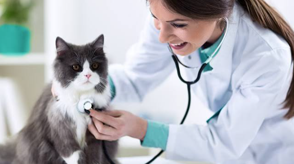 Why Regular Wellness Visits At Animal Hospitals Matter